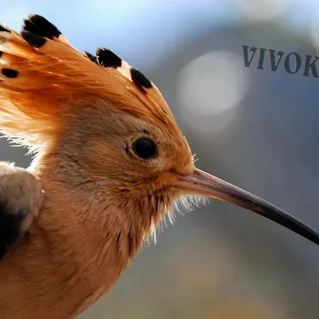 Pensión Santuari De Paller *