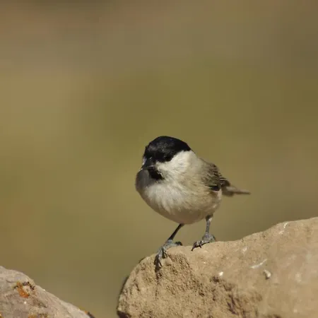 Santuari De Paller Pensión Bagá
