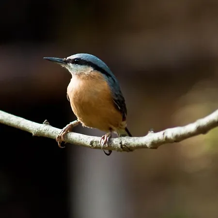 Santuari De Paller